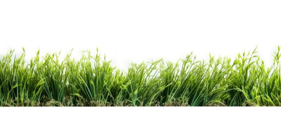 Park grass - Powered by Adobe