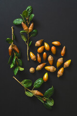 Coast live oak acorns close-up isolated on black background © Hanna Tor