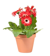 Gerbera flower in terracotta pot on white background