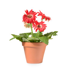 Gerbera flower in terracotta pot on white background