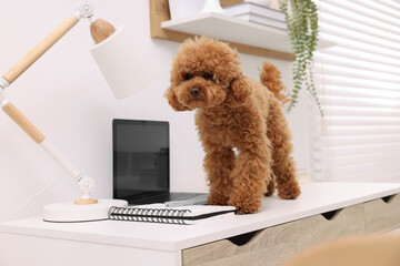 Cute Maltipoo dog on desk near laptop at home