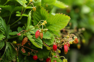 Small wild strawberries growing outdoors. Seasonal berries