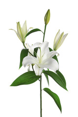 Beautiful fresh lily plant isolated on white