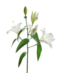 Fototapeta na wymiar Beautiful fresh lily plant isolated on white