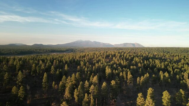 Aerial over pine trees in forest south of Flagstaff Arizona with view of Humphreys Peak
