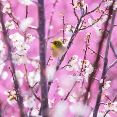 美しい梅の花とメジロ