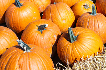 Detail of a group of pumpkins in a patch at a farmers market in autumn.