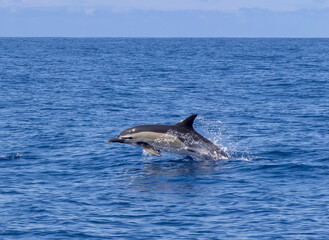 Fototapeta premium Dolphin Short Beaked Common Portugal