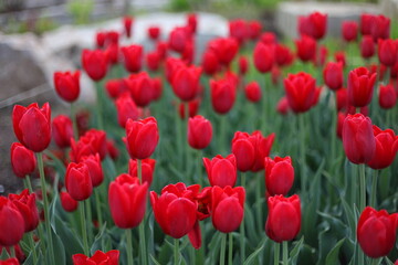 Field of red vibrant tulips in a park.