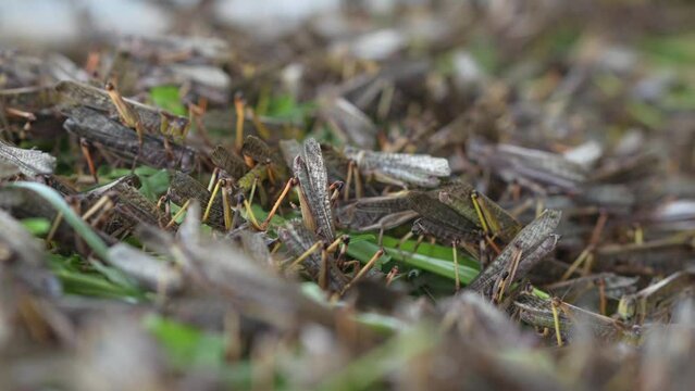 Close-up. Millions of brown locust swarms plague decimating crops in Africa linked to Global warming, Climate change, Climate emergency