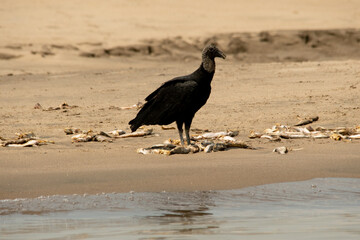 vulture on the sand
