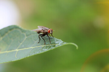 close up of a fly