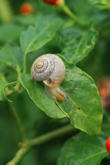 snail on a leaf
