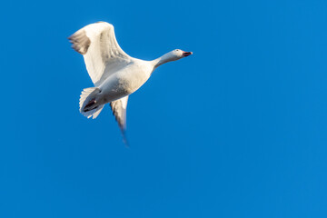 A solitary snow goose flies into a vibrant, clear blue sky.