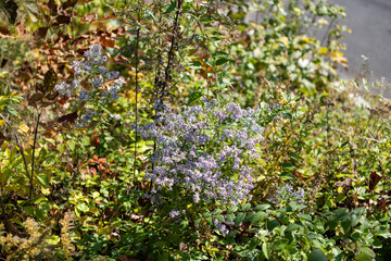 American asters Symphyotrichum