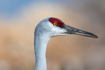 Sandhill Crane in profile with blurred background, animal portrait, eye, red, yellow, grey, migratory bird