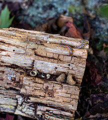 Black and gold centipede Arthrophaga myriapodina