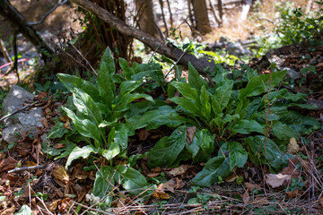 dame's rocket Hesperis matronalis