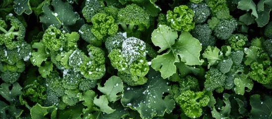 Fototapete Organic broccoli grown in a raised garden bed near Dallas Texas America is covered in snow This top view showcases the homegrown vegetable flourishing in cool weather and enduring severe wi © AkuAku