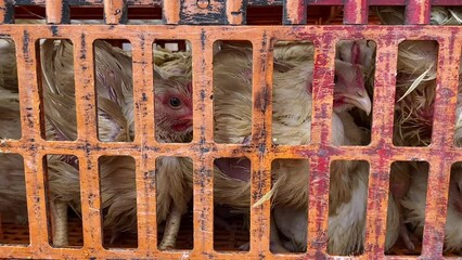 Broiler chickens in cage in south east asia, poultry animal farming welfare and cruelty