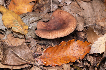 Oakbug Milkcap Lactarius