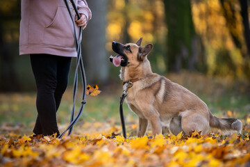 Piesek i jego właścicielka trenują w parku podczas jesiennego spaceru
