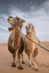 Two camels posing in the desert, Inner-Mongolia, China.
