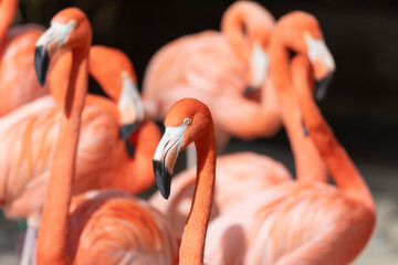 Pink flamingos small flock close-up