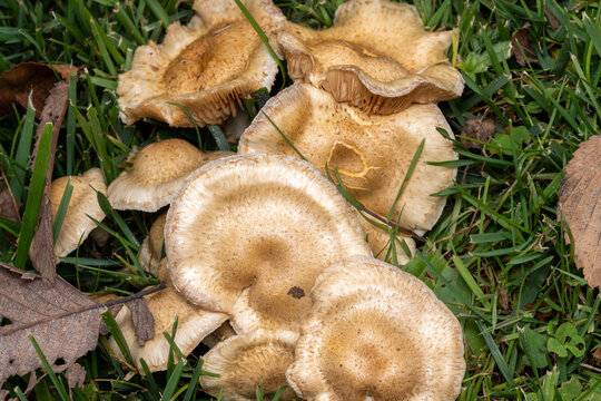 Ringless Honey Mushroom Desarmillaria caespitosa