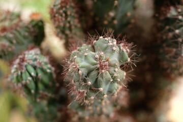 Closeup shot of the top of a cactus in a garden	
