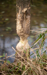 American Beaver chewed tree