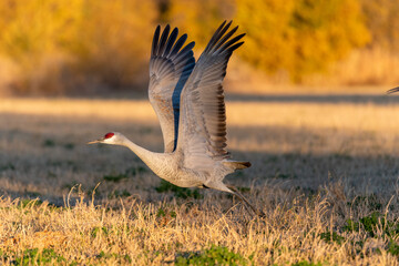 Sandhill crane preparing to take flight in a field in autumn
