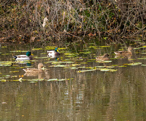 Mallard ducks