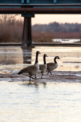 Canada geese on the river near a bridge