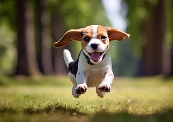 Poster 公園を走るビーグル犬 © mami