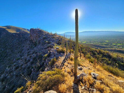 Saguaros on a desert ridge at edge of city