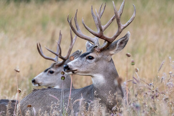 Two antlered white tail deer stand alert in a meadow with tall grass and wildflowers.