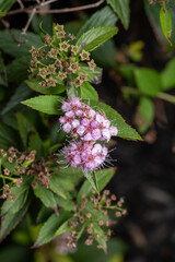 japanese spirea flowers
