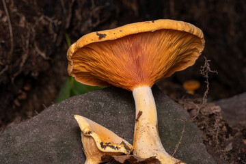 false chanterelle mushroom
