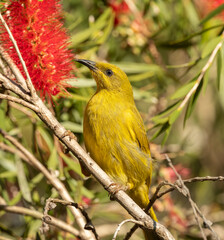 Obraz premium The yellow honeyeater (Stomiopera flava ) is a species of bird in the family Meliphagidae
