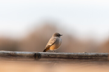 A small grey and orange bird sit on top of a weathered wooden fence, shallow focus with a smooth blurred background.