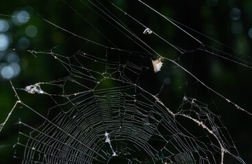 spined micrathena spider building web