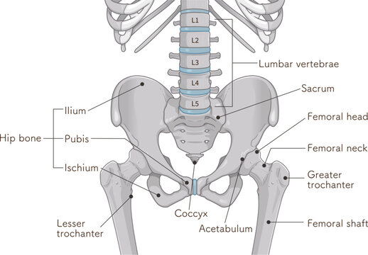 骨盤、pelvis、腰椎、lumbar vertebrae、大腿骨、femur、骨折、fractura、イラスト、illustration