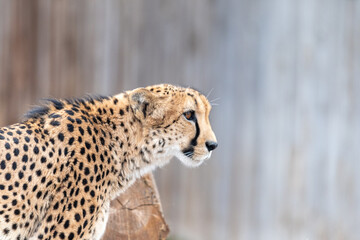 African cheetah photographed in profile at the Denver Zoo, big cats, spotted, yellow, black, grey,...