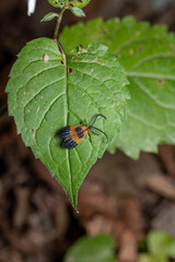 end band net-winged beetle