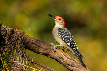 Red-bellied Woodpecker