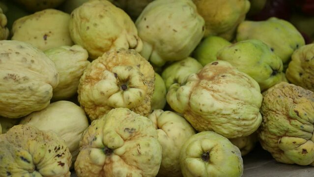 Closeup of heap of ripe organically grown quinces. Concept of healthy delights. Natural food background
