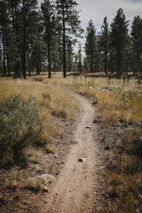 Dirt biking trail through grassy forest landscape in Flagstaff Arizona