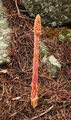 Pinedrops (Pterospora andromedea) wildflower in Beartooth Mountains, Montana  a root parasite depending on association with a mycorrhizal fungus which is associated with a pine tree © Nikki