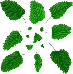 Color illustration of fresh green mint leaves. 
Vector illustration of fragrant fresh green mint leaves. Image of peppermint leaves in vector. Illustrations of herbaceous plants.